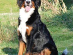 golden_mountain_dog_20211220_2013321685